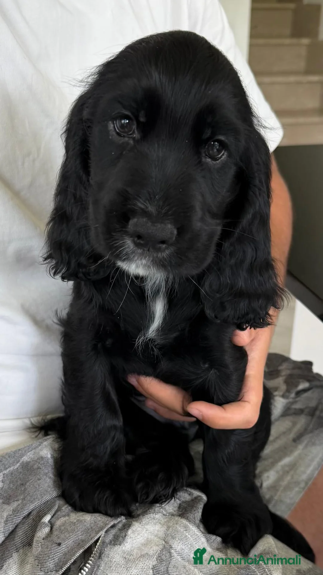 Cocker cani in vendita: Cocker spaniel maschi  a Città metropolitana di Roma Capitale - Annuncio 1