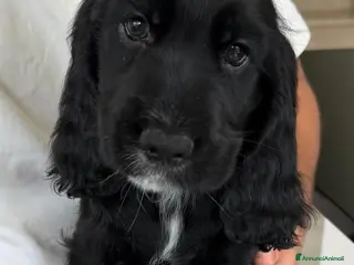 Cocker cani Cocker spaniel maschi - Annuncio 36