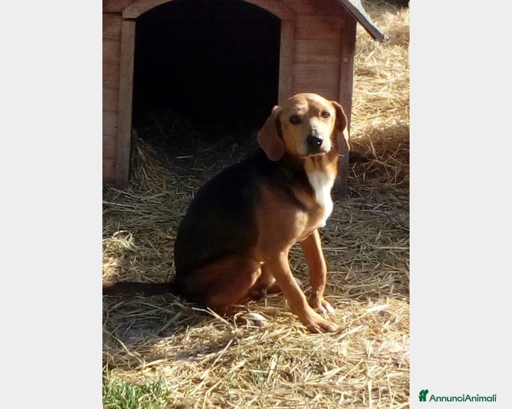 Beagle cani Mix Beagle 4/5anni URGE FAMIGLIA PAZIENTE!! MARCHE a Bologna - Annuncio 1