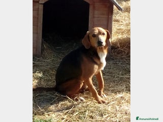 Beagle cani Mix Beagle 4/5anni URGE FAMIGLIA PAZIENTE!! MARCHE a Bologna - Annuncio 1