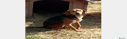 Beagle cani in regalo: Mix Beagle 4/5anni URGE FAMIGLIA PAZIENTE!! MARCHE a Bologna - Annuncio 1