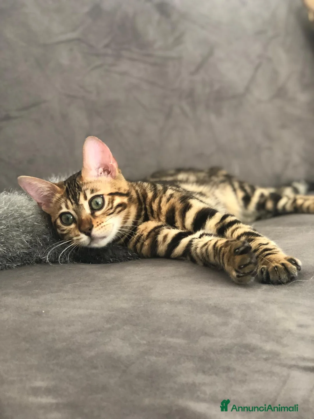 Bengala gatti in vendita: Gattini Bengala con Pedigree - Annuncio 7