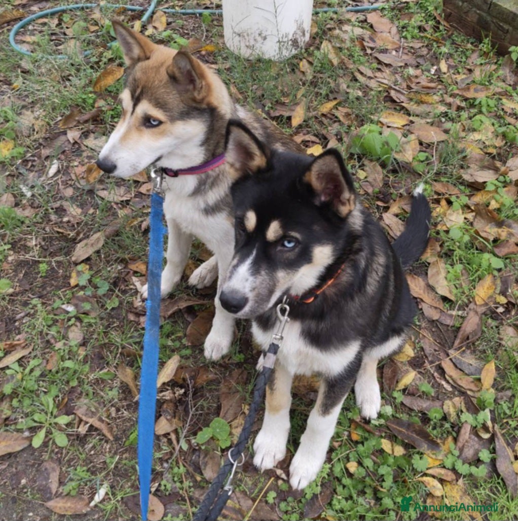 Meticcio cani SKY E OLAF MIX HUSKY  - Annuncio 2