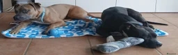 Altre razze cani in vendita: American Pitbull terrier Standart UKC  a Provincia di Bergamo - Annuncio 6