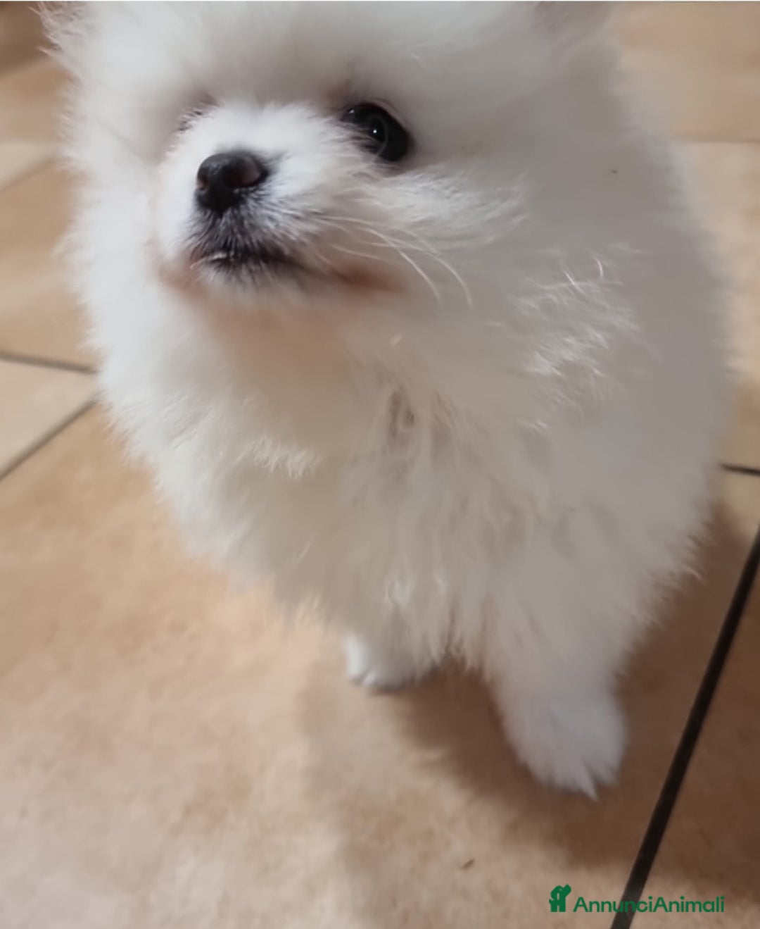 Spitz cani in regalo: Spitz Tedesco Nano/Pomerania a Città metropolitana di Roma Capitale - Annuncio 3