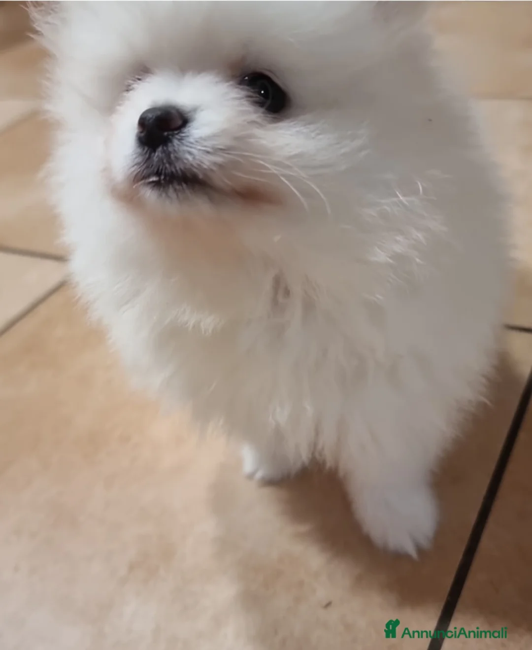 Spitz cani in regalo: Spitz Tedesco Nano/Pomerania a Città metropolitana di Roma Capitale - Annuncio 3