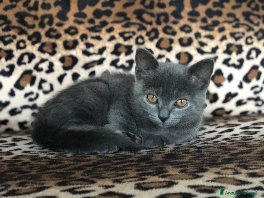 Certosino gatti in vendita: STALLONO GATTO CERTOSINO X MONTA - Immagine 7