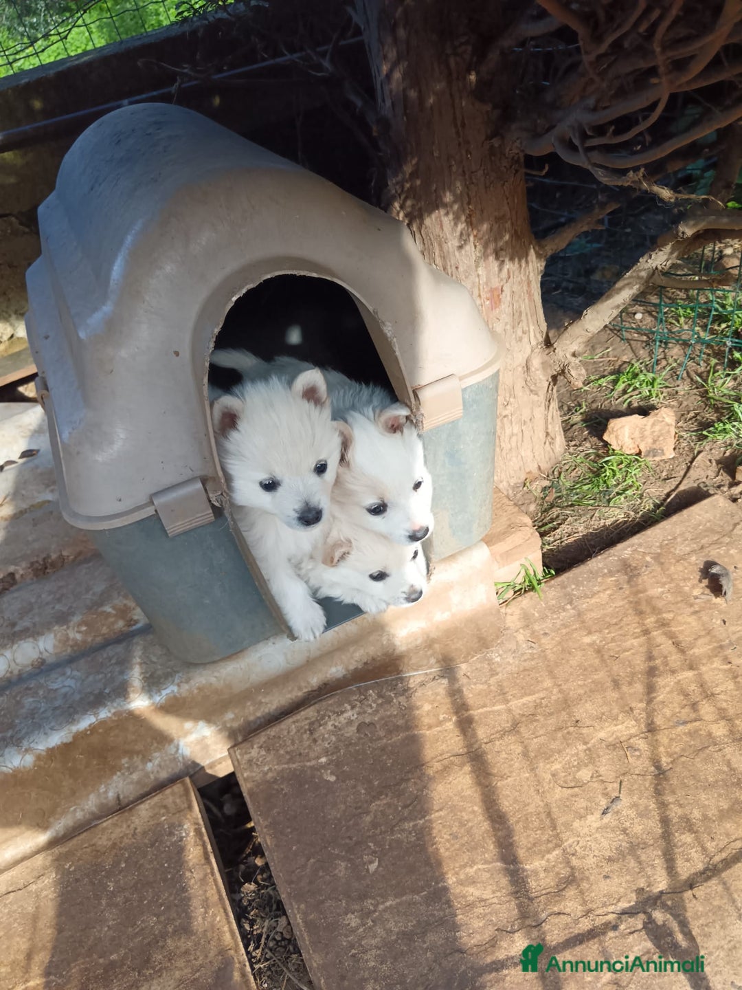 Volpino Italiano cani in vendita: cuccioli di volpino italiano  - Annuncio 3