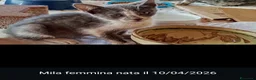 Meticcio gatti in regalo: GATTINI/E E GATTO ADULTO a Provincia di Monza e della Brianza - Annuncio 4