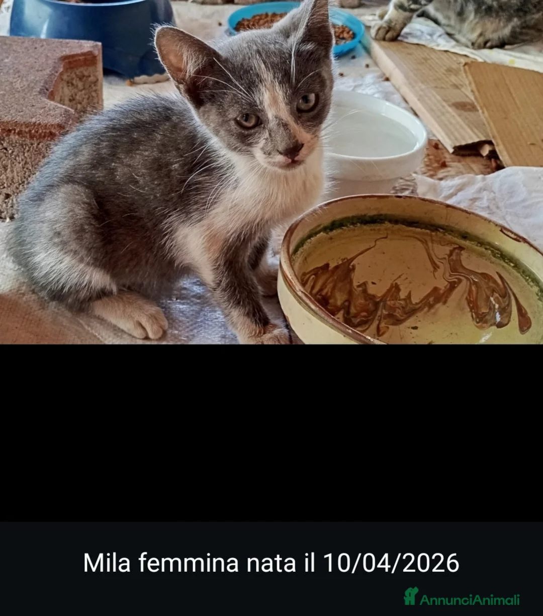Meticcio gatti in regalo: GATTINI/E  - Annuncio 2
