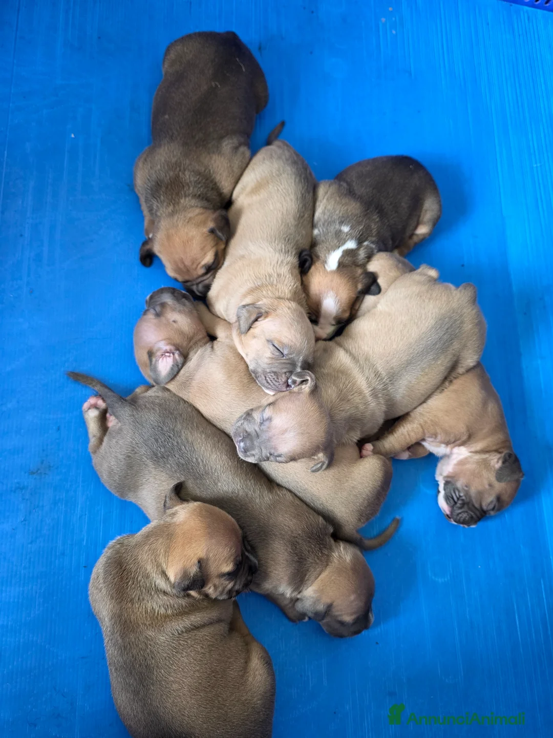 Pitbull cani in vendita: PITBULL TERRIER STANDARD UKC a Città metropolitana di Palermo - Annuncio 5