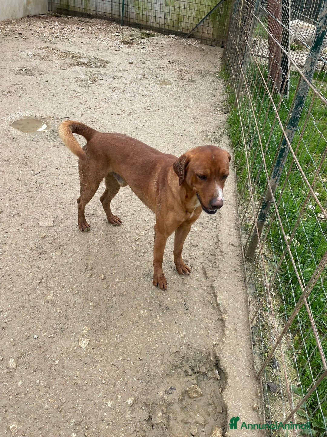 Meticcio cani in regalo: ADOTTA IL BELLISSIMO CORFU' - Annuncio 4