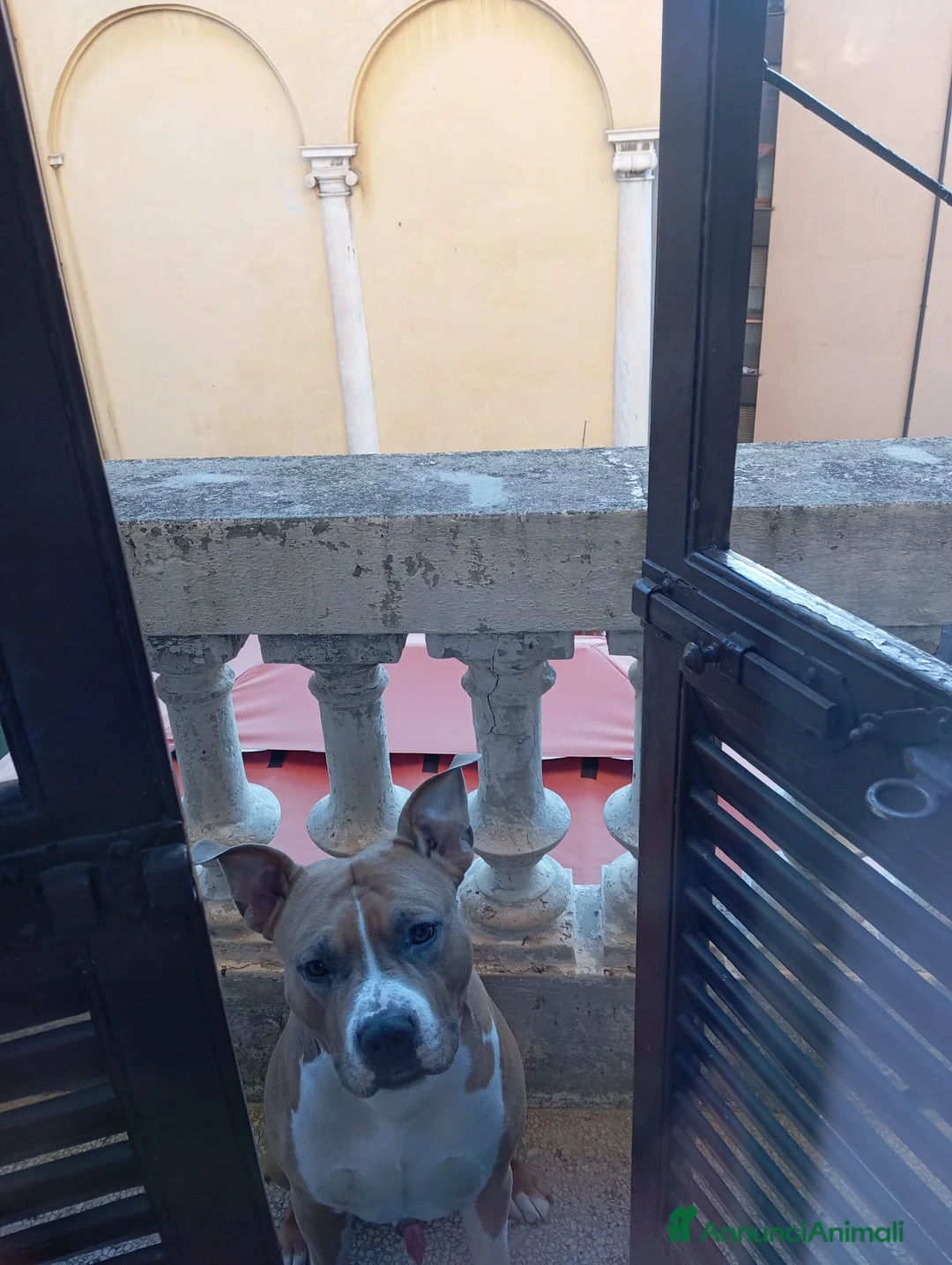 American Staffordshire cani per accoppiamento: Disponibile per monta Genova  - Annuncio 2