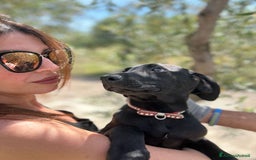 Meticcio cani in regalo: 8 cuccioli da salvare, 4 mesi: Gohan, Goku, ... a Provincia di Bergamo - Immagine 22