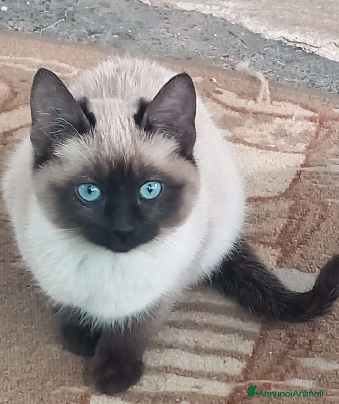 Siamese gatti in vendita: Bellissimi Thai - Annuncio 5