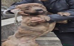 Pitbull cani in regalo: Pitbull tigrato adulto dalla cantina al box.PARMA a Città metropolitana di Milano - Immagine 6