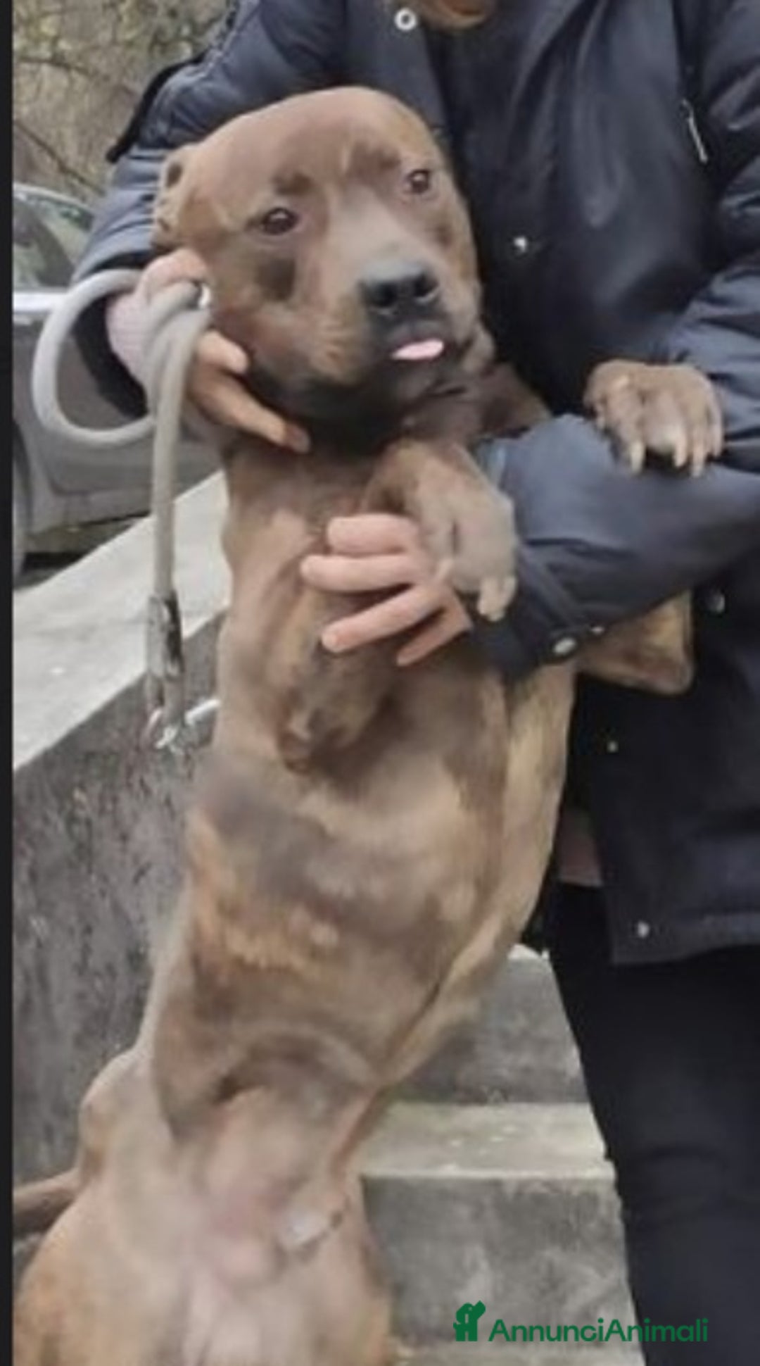 Pitbull cani in regalo: Pitbull tigrato adulto dalla cantina al box.PARMA a Città metropolitana di Milano - Immagine 6