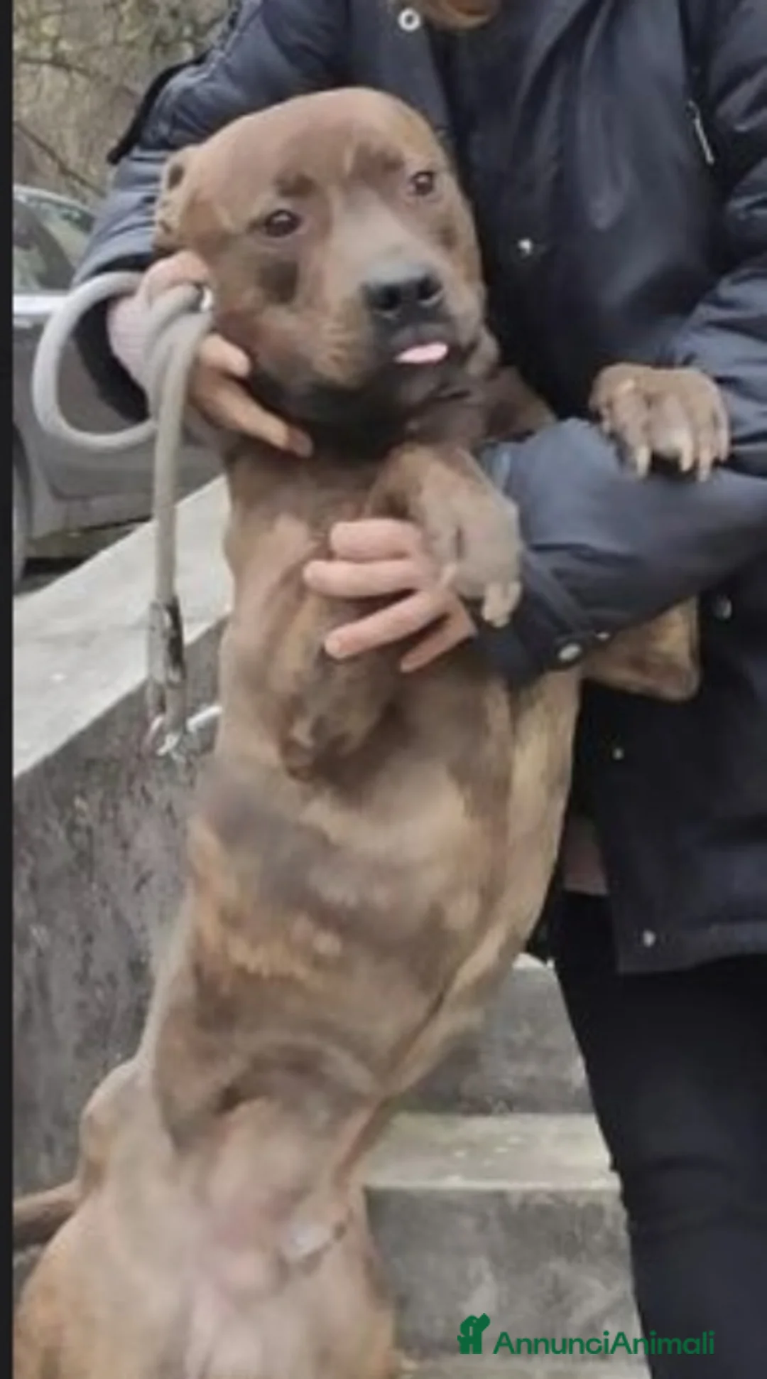 Pitbull cani in regalo: Pitbull tigrato adulto dalla cantina al box.PARMA a Città metropolitana di Milano - Annuncio 6