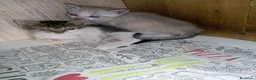 Altre razze gatti in regalo: Gattini per adozione a Provincia di Vibo Valentia - Annuncio 6