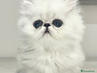 Persiano gatti Infinity White dream Noah - Annuncio 11