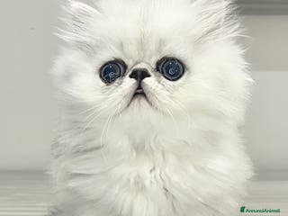 Persiano gatti Infinity White dream Noah - Annuncio 15