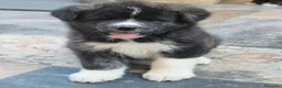 Akita Inu cani in vendita: Cuccioli di Akita Inu tigrate  - Annuncio 4