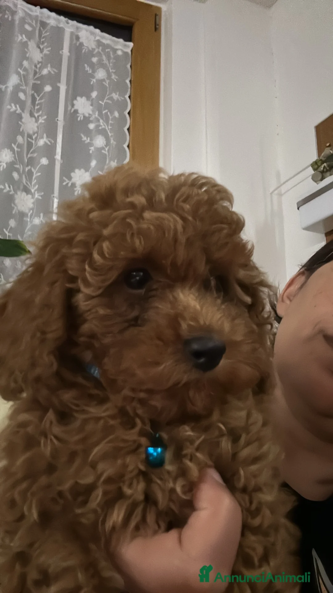Barboncino Toy cani in vendita: Barboncini toy/nano - Annuncio 1