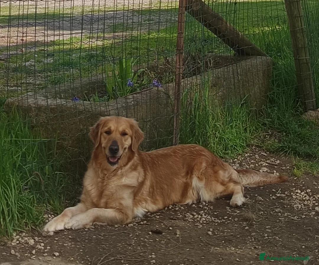 Golden Retriever cani in vendita: Golden retriever cuccioli pedigree ENCI  - Annuncio 5