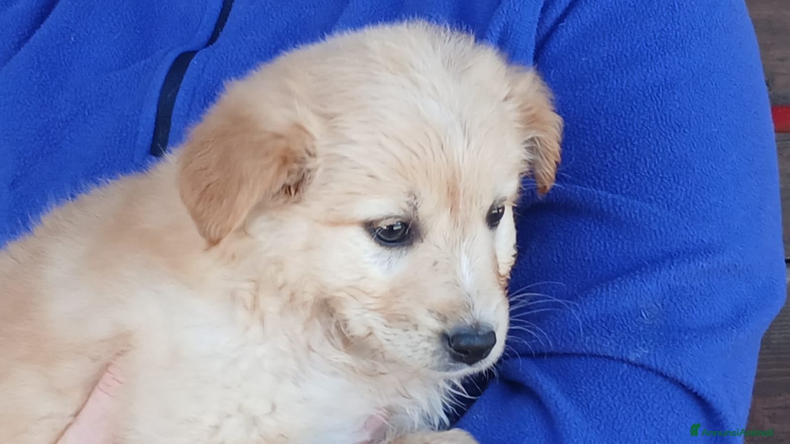 Meticcio cani LA DOLCE ALBA HA BISOGNO DI UNA MAMMA, IN ADOZIONE - Annuncio 27