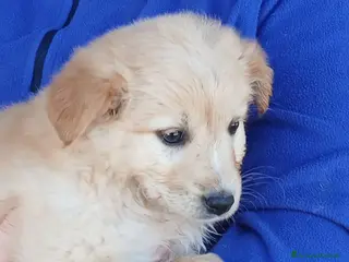 Meticcio cani LA DOLCE ALBA HA BISOGNO DI UNA MAMMA, IN ADOZIONE - Annuncio 27