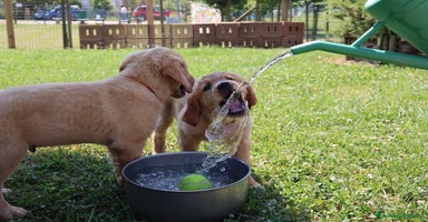 Golden Retriever cani a Provincia di Vicenza - Annuncio 8