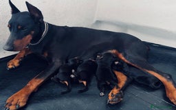 Dobermann cani in vendita: Cuccioli dobermann  a Provincia di Brindisi - Immagine 5
