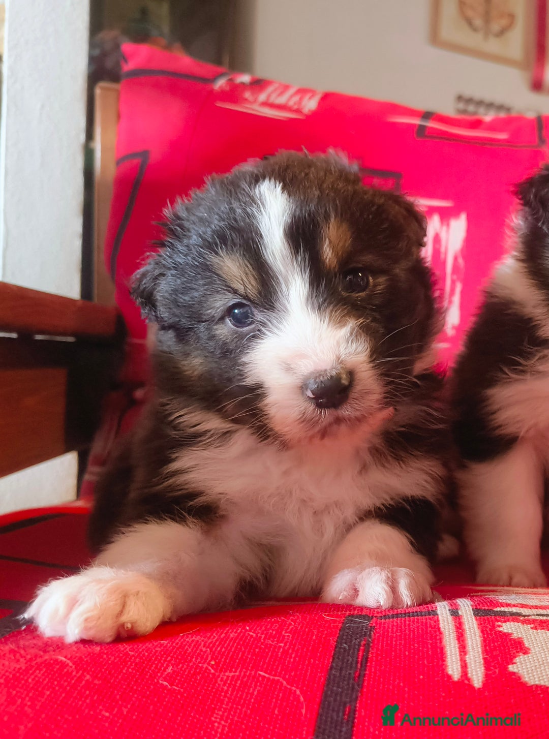 Australian Shepherd cani in vendita: Cucciolo di Pastore australiano  - Annuncio 6