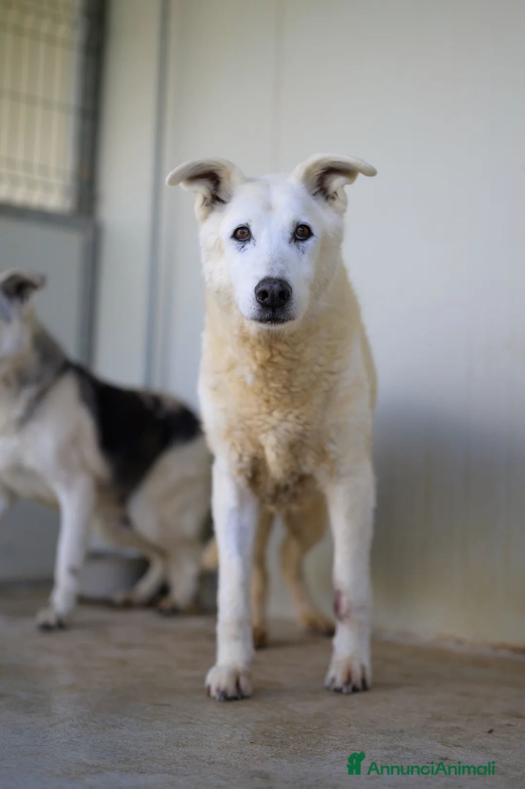 Meticcio cani in regalo: Ryan 13 anni - Annuncio 1