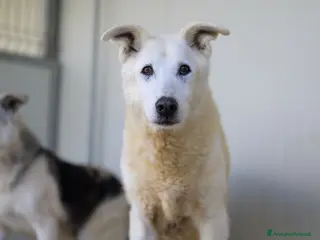 Meticcio cani Ryan 13 anni - Annuncio 38