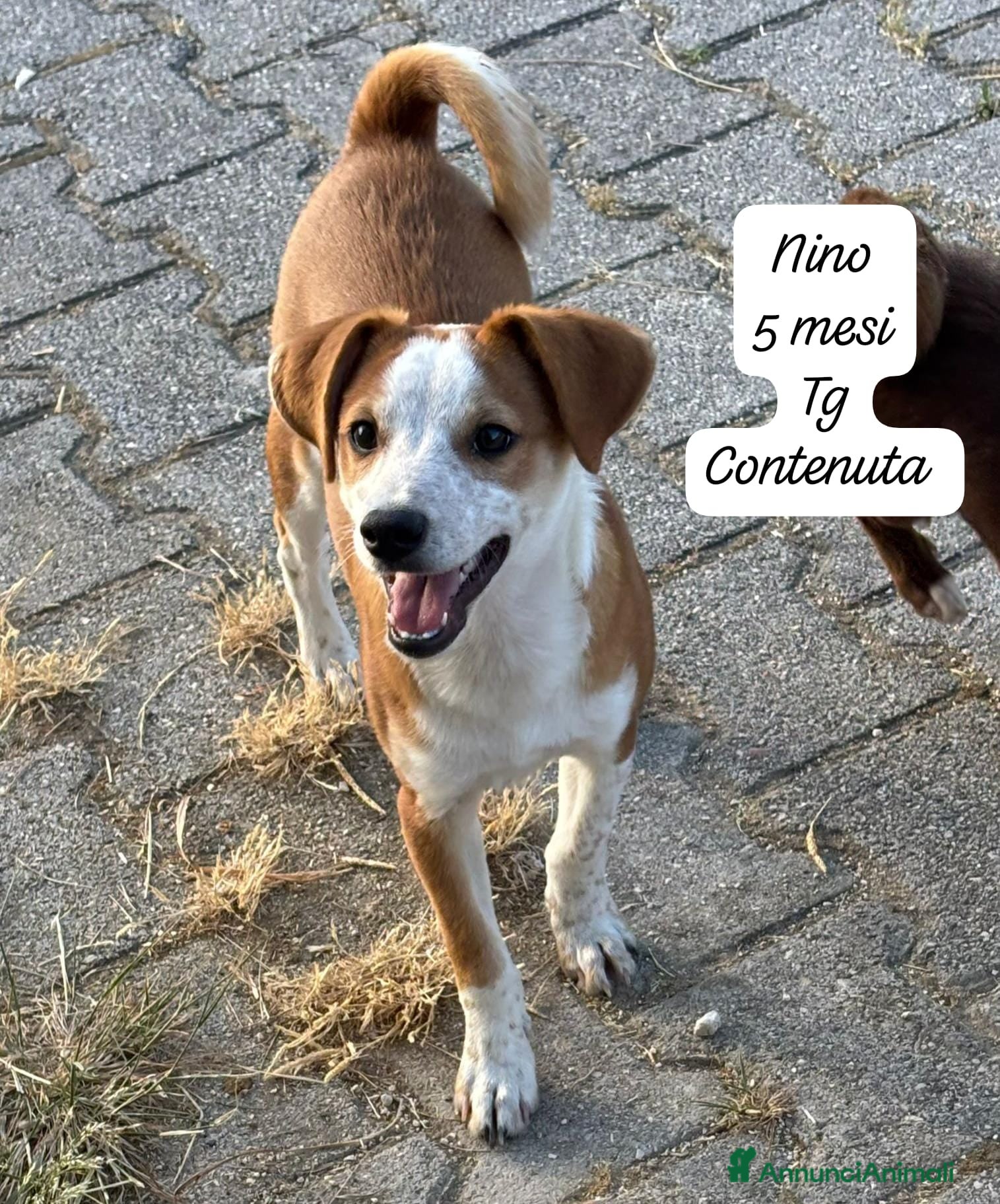 Meticcio cani in regalo: Cuccioli cercano urgentemente famiglia  a Provincia di Monza e della Brianza - Annuncio 8