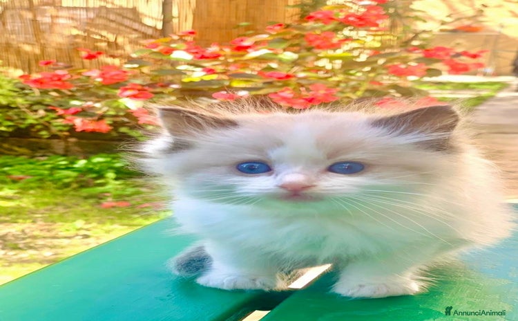 Ragdoll gatti - Annuncio 2