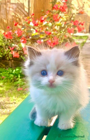 Ragdoll gatti - Annuncio 2