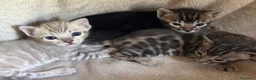 Bengala gatti in vendita: Cuccioli di Bengala - Annuncio 8