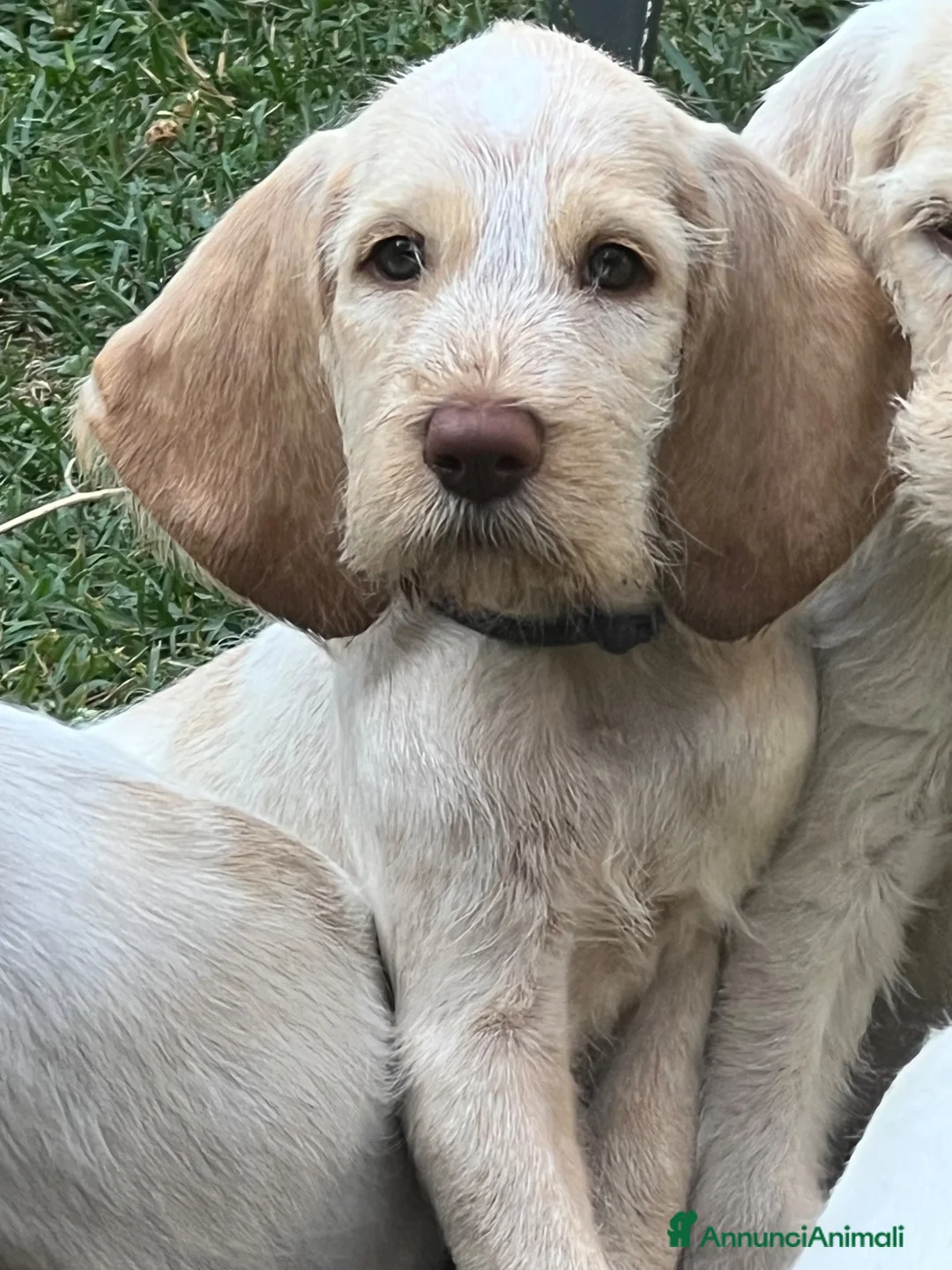 Spinone cani in vendita: cuccioli di spinone italiano bianco arancio  a Provincia del Verbano-Cusio-Ossola - Annuncio 2