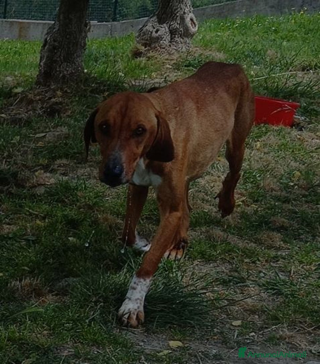 Meticcio cani in regalo: POLDO esuberante,affettuoso e buono 5-6anni - Annuncio 11