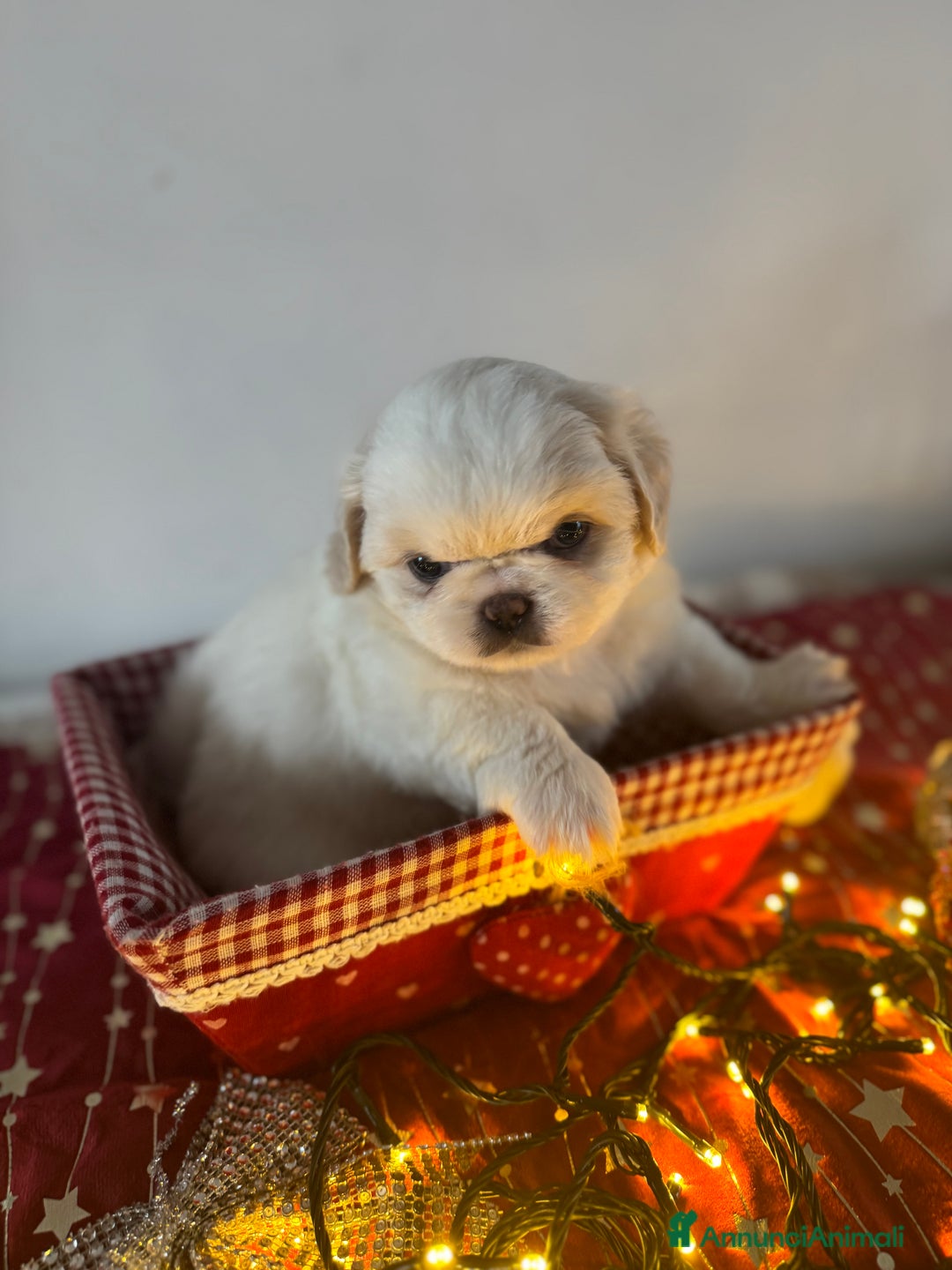 Pechinese cani in vendita: Cuccioli pechinese - Annuncio 6