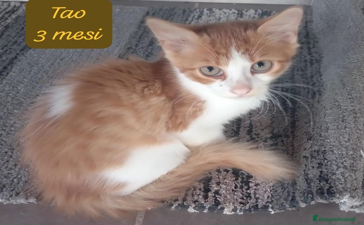 Europeo gatti - Annuncio 6