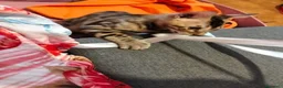 Bengala gatti in vendita: Bengala sconto 30% sul 2° cucciolo,con pedigree - Annuncio 8