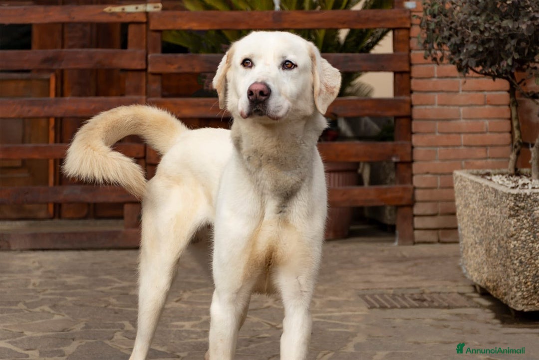 Altre razze cani in regalo: PEPE  - Annuncio 1