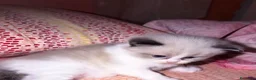 Ragdoll gatti in vendita: Gattini ragdoll adozione  - Annuncio 5