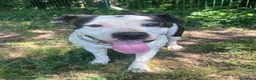 Pitbull cani in regalo: ARGO simil amstaff: vogliamo la sua rinascita a Provincia di Monza e della Brianza - Annuncio 3