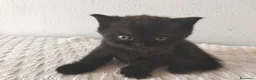 Scottish gatti in vendita: Gatti schottish  - Annuncio 2