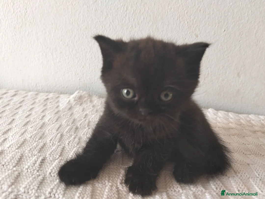Scottish gatti in vendita: Gatti schottish  - Annuncio 2