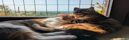 Meticcio gatti in regalo: Quattro gattini stupendi cercano casa - Annuncio 7